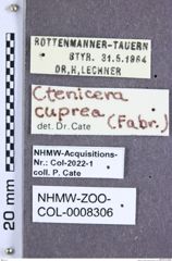 Etiketten zu Ctenicera cuprea (Fabricius, 1781) (NHMW-ZOO-COL-0008306)